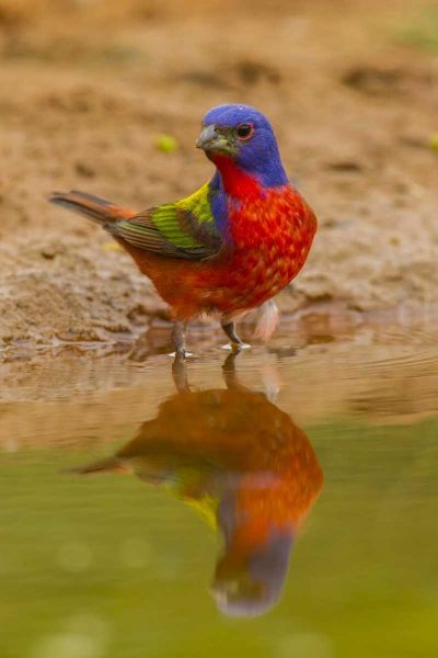 TX, Hidalgo Co, Male Painted bunting reflected